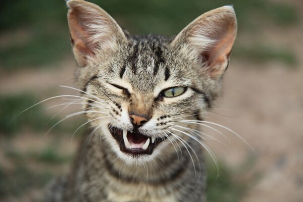 Eine Ohrenkatze hat ihre Eckzähne ausgestellt