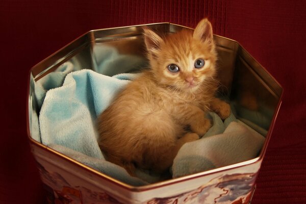 The red kitten is in a box