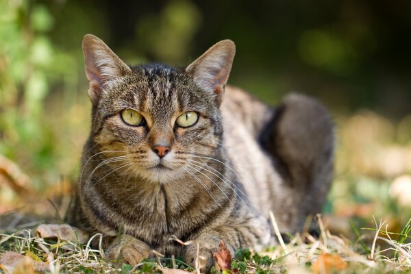 The look of a cat among autumn leaves