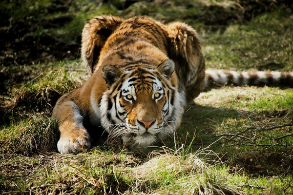 Tiger hunting in the grass