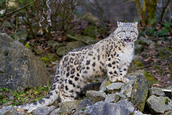 Snow leopard in the stone jungle