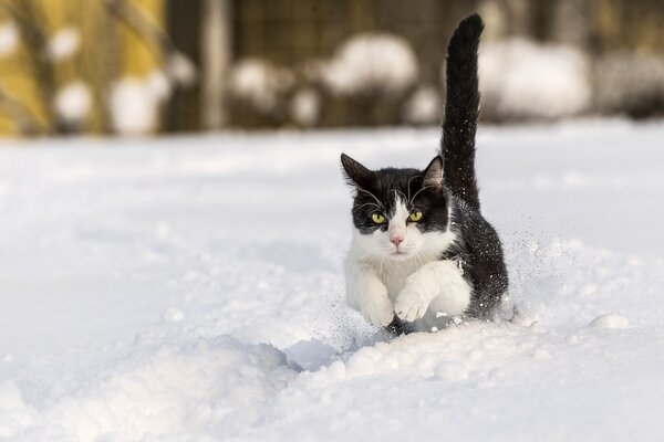 Un gato se cuela a través de la nieve