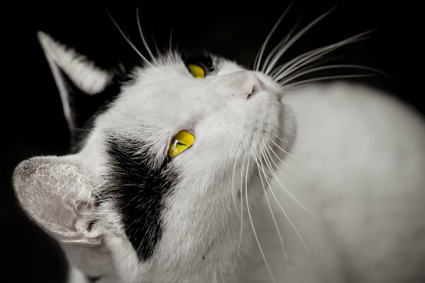 Black and white cat asks to eat