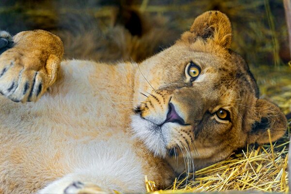 A lioness with yellow eyes lies on dry grass