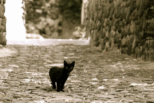 Chaton noir dans une rue déserte