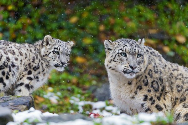 A family of snow leopards on a walk