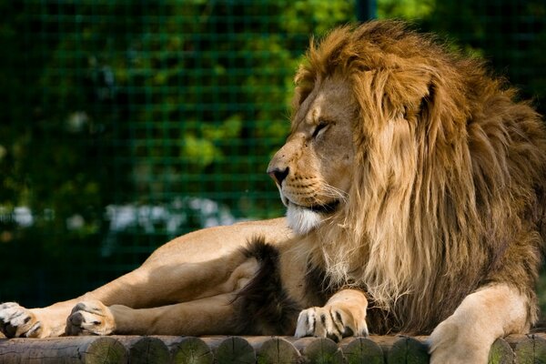 Riposa il leone predatore con la criniera