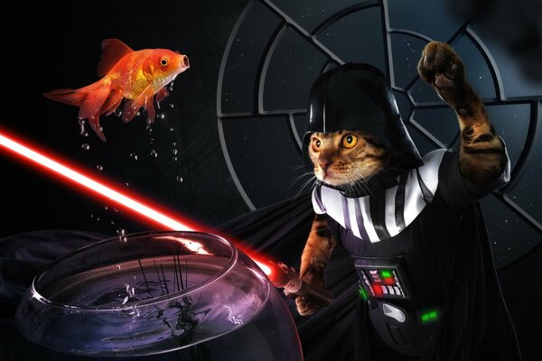 Darth Vader the cat catches fish