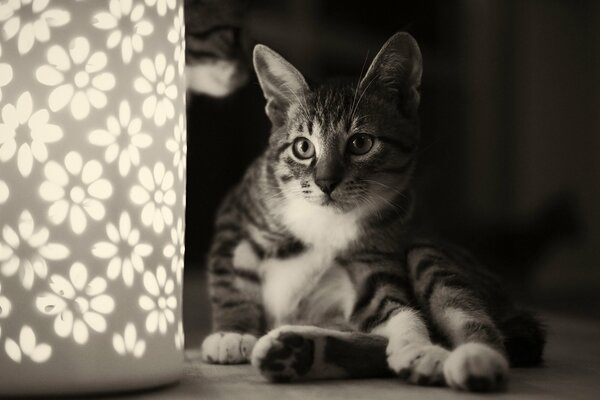 Il gatto che si siede affronta i fiori che sono sulla lampada