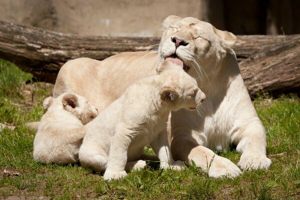 Weiße Löwen waschen sich in der Savanne