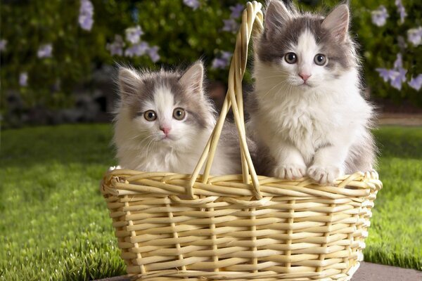 Two cute kittens in a basket