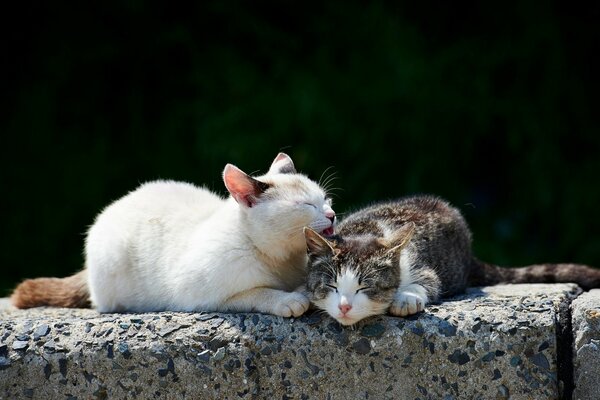 Maman chat lave fille