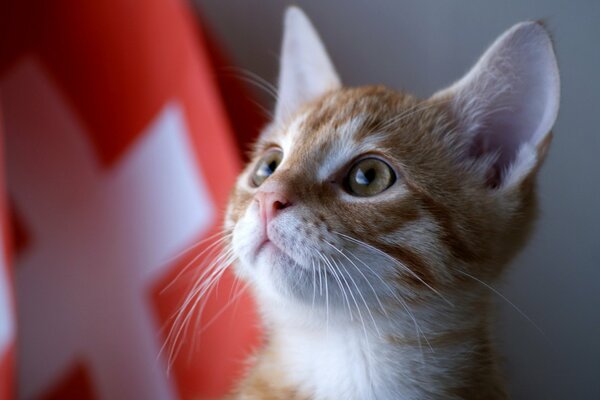 Chaton roux. Drapeau et chat