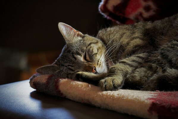 Schöne Katze ruht auf einer Decke