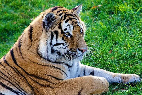 El tigre yace en la hierba verde