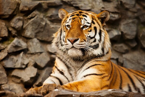 Majestic Amur tiger on a stone