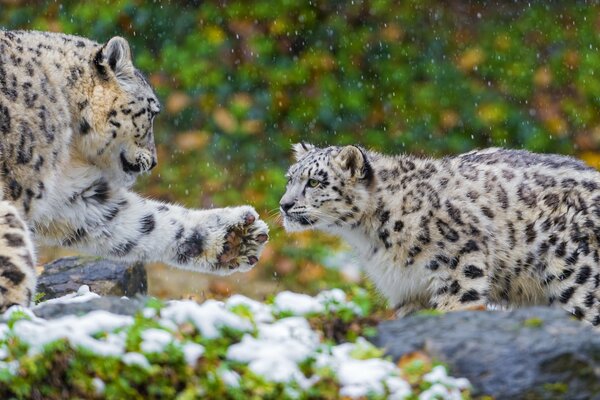 Un paio di Snowy Irbis madre e padre con una zampa tesa