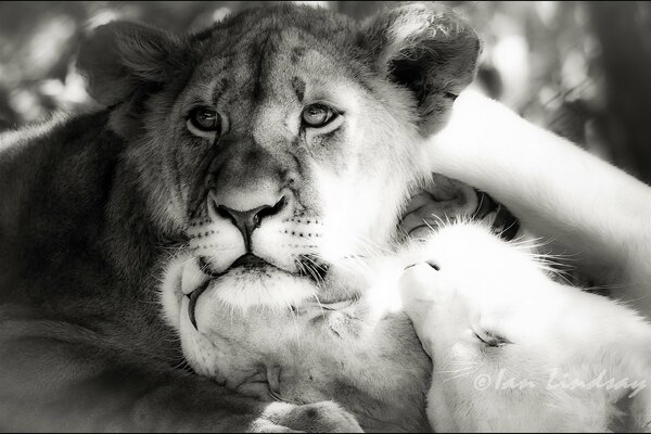 Black and white photo of the lion pride