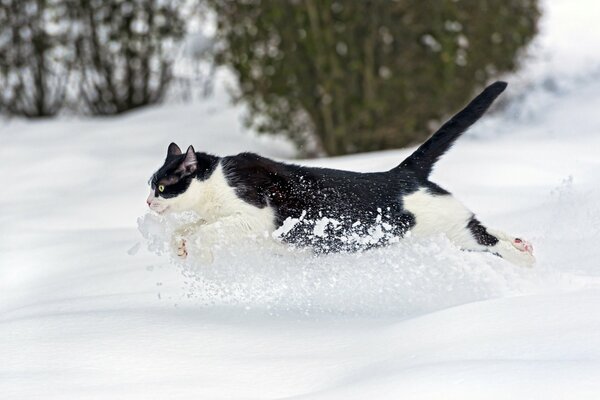 Foto einer laufenden Katze im weißen Schnee