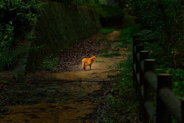 Rudy kot spaceruje w zarośniętym parku