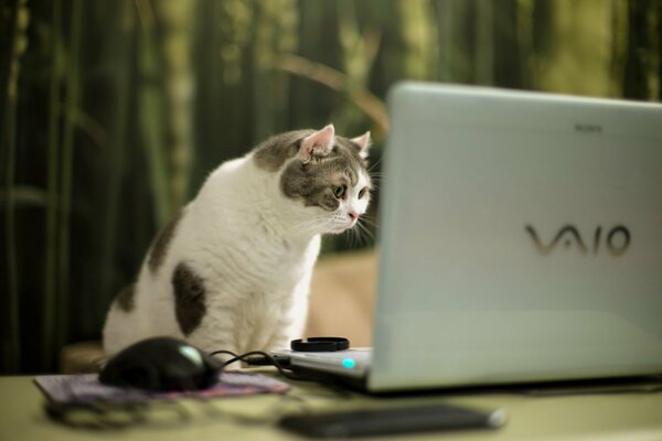 The cat looks at the laptop