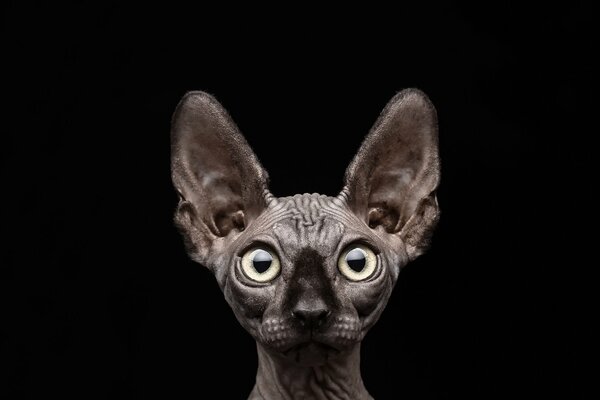 Sphinx cat on a black background