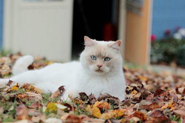 A chic cat of a delicate beige shade in leaves