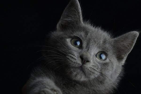 Portrait photographique d un chaton gris