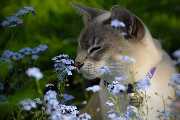 Gato de Tonkin huele flores de nomeolvides