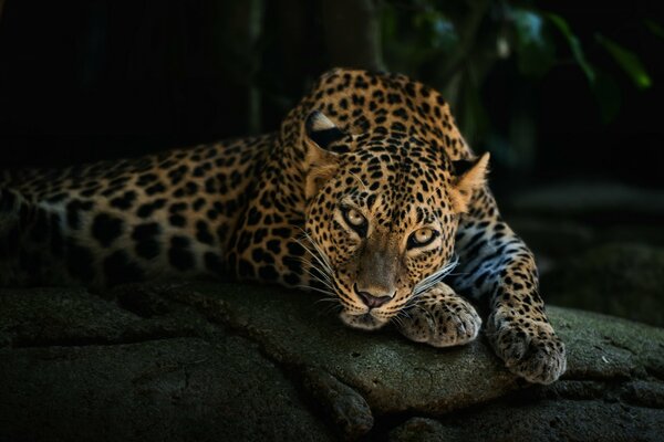 The leopard is lying. Dark background