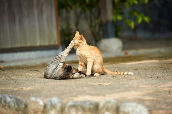 Jeu chats rue maison