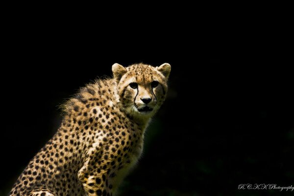 Photo de guépard sur fond noir