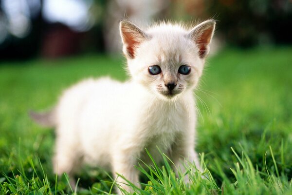 Белый котенок в траве с фильтром макро