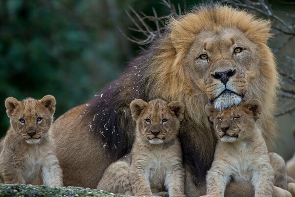 El León protege a su familia