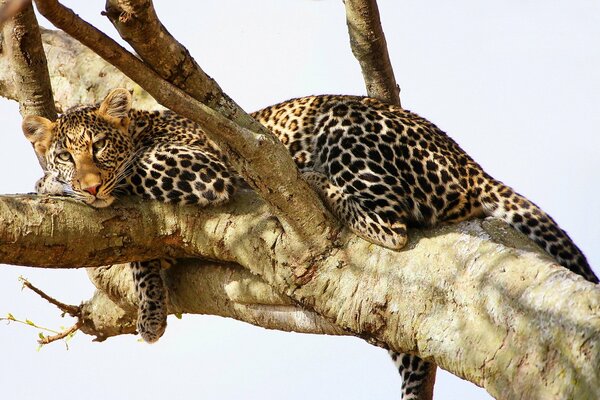 Vue d un léopard au repos sur un arbre