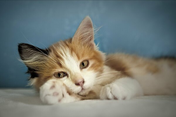 Spotted kitten in a comfortable recumbent position