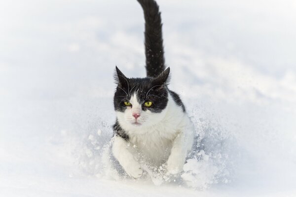 El gato en invierno corre a lo largo de la nieve. ©tambako the jaguar