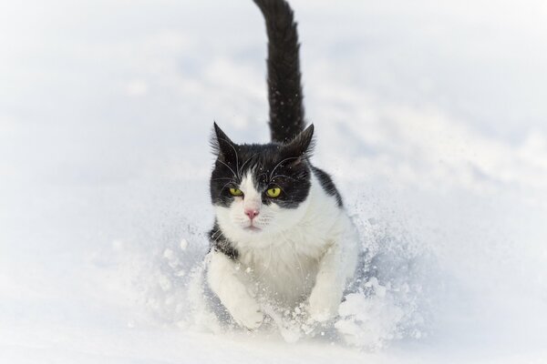 Кот зимой бежит по снежному сугробу. ©tambako the jaguar