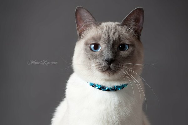 Gatito tailandés, gato ahumado, gato de ojos azules
