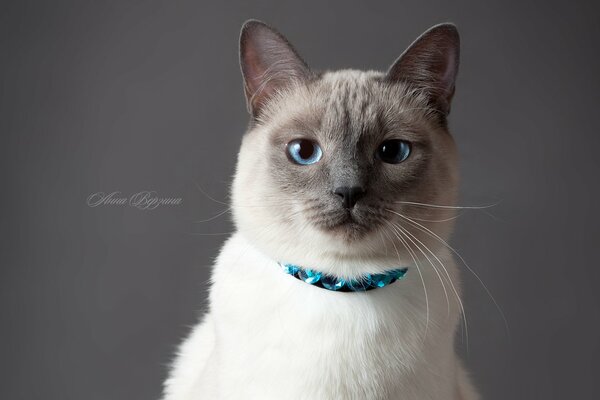 Chaton thaïlandais, chat fumé, chat aux yeux bleus