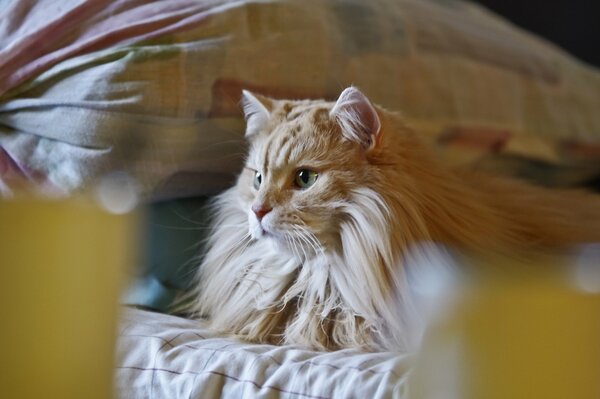 Hermosa pelirroja gato en la cama