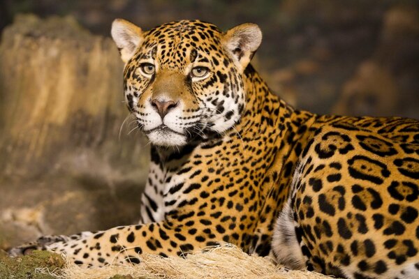 Odpoczywający pysk drapieżnego Jaguara
