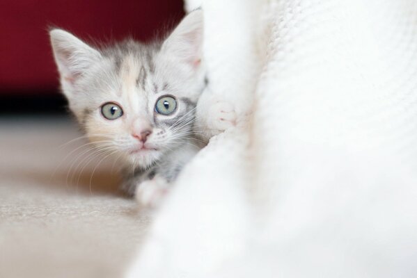 Sguardo curioso del gattino tricolore