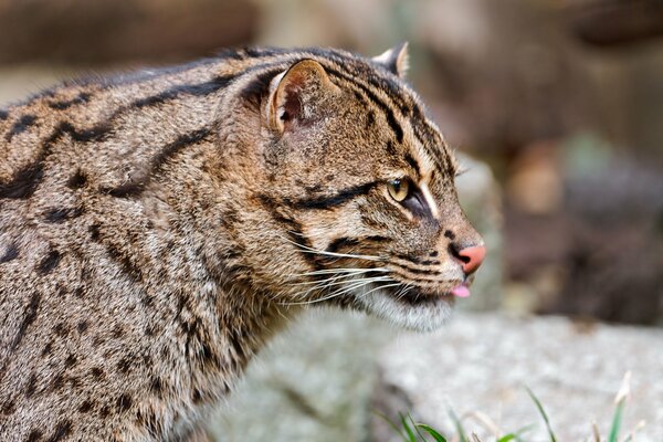 Foto di un gatto selvatico in natura