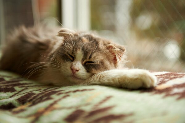 Photo d un chat endormi près de la fenêtre