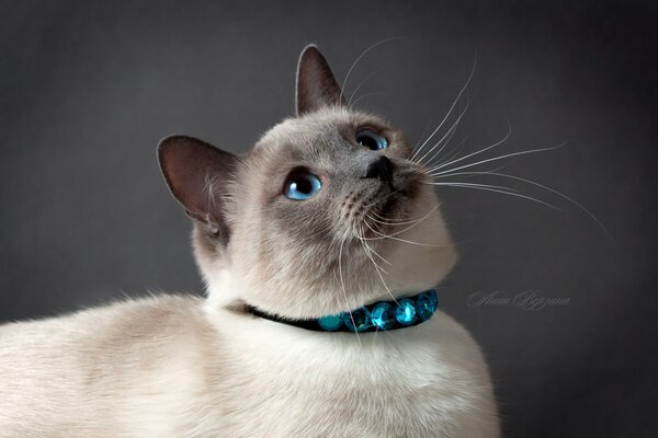 Thai cat with blue eyes