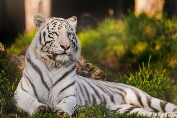 Tigre de l amour couché sur l herbe