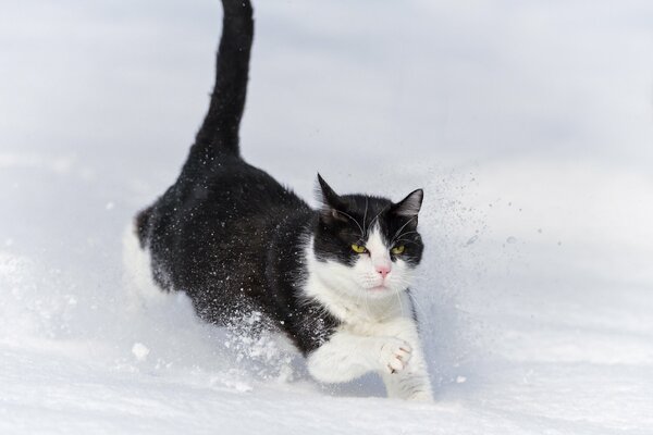 Eine schwarze und weiße Katze läuft durch den Schnee