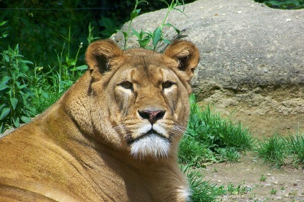 Lion regarde attentivement la caméra