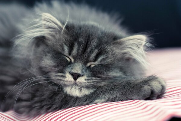 Sleeping grey fluffy cat